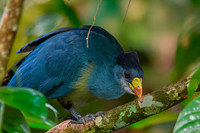 Great blue turaco