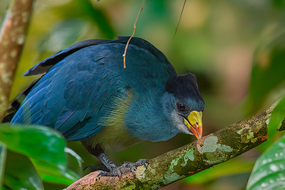 Great blue turaco