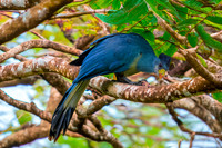 Great blue turaco