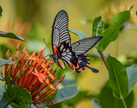 Great mormon swallowtail