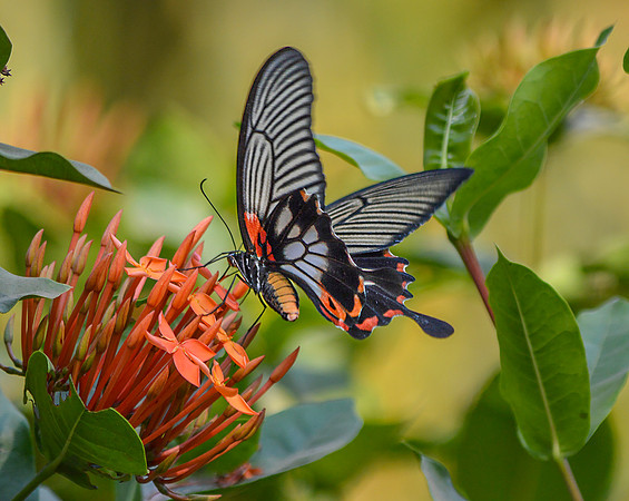 Great mormon swallowtail