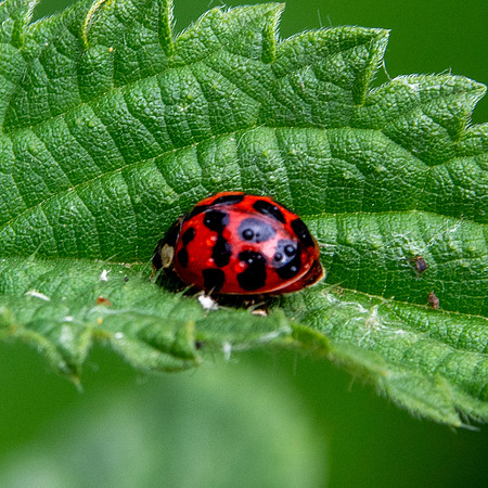 Harlequin Ladybird