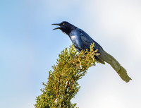 Great tailed grackle