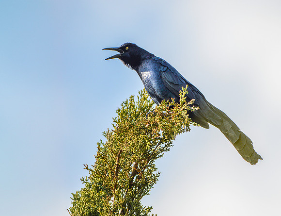 Great tailed grackle