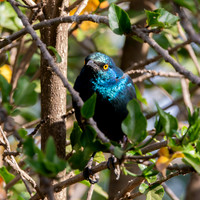Greater blue eared starling
