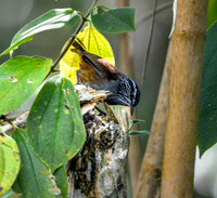 Grey breasted wood wren