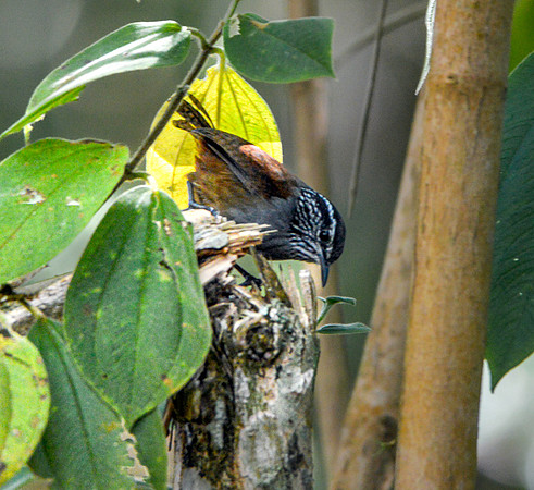 Grey breasted wood wren