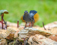 Grey catbird