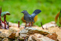 Grey catbird