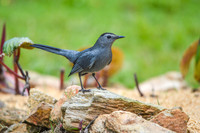 Grey catbird