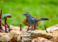 Grey catbird
