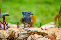 Grey catbird