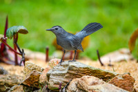 Grey catbird