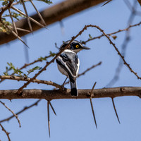 Grey headed batis, male
