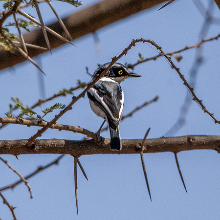 Grey headed batis, male