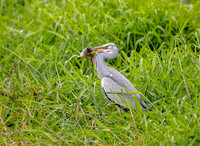 Grey heron