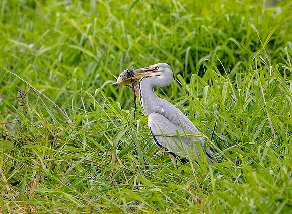 Grey heron
