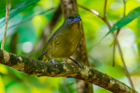 Hepatic tanager, female