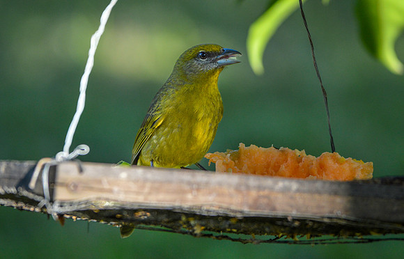 Hepatic tanager, female