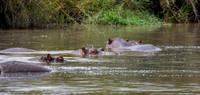 Hippopotamus