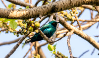 Lesser blue eared starling