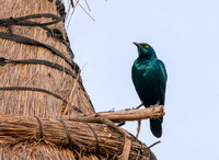 Lesser blue eared starling