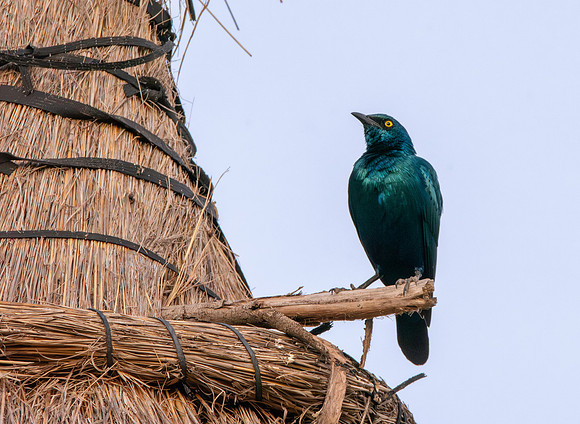 Lesser blue eared starling