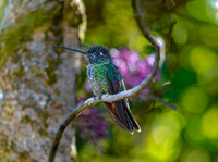 Magnificent hummingbird