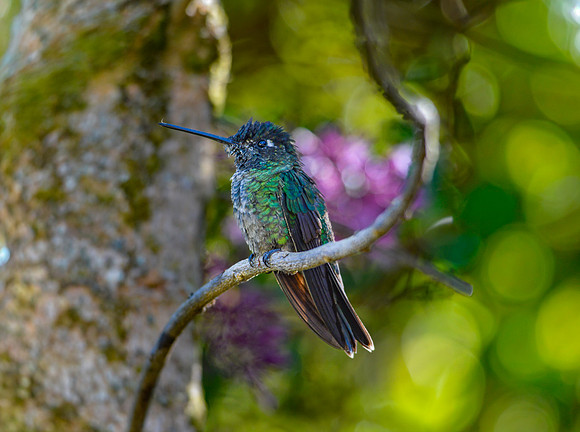 Magnificent hummingbird