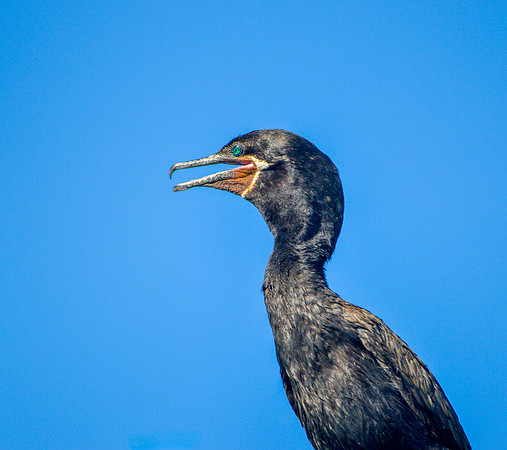 Neotropic cormorant