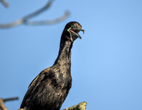 Neotropic cormorant