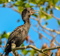 Neotropic cormorant