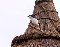 Northern fiscal