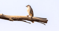 Northern grey headed sparrow