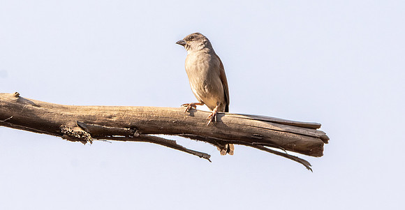 Northern grey headed sparrow