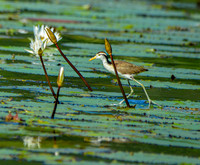 Northern Jacana, juvenile