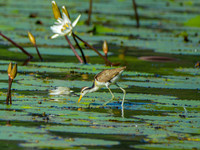 Northern Jacana, juvenile