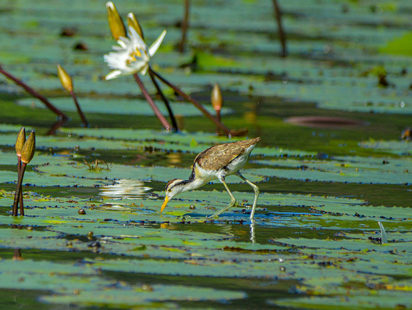 Northern Jacana, juvenile