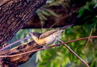 Northern puffback