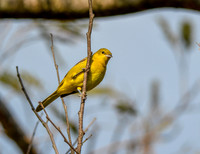 Orchard oriole, female