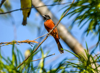 Orchard oriole, male