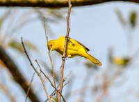 Orchard oriole, female