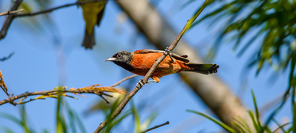 Orchard oriole, male