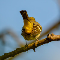 Orchard oriole, female
