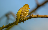 Orchard oriole, female
