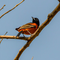 Orchard oriole, male