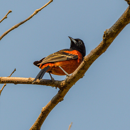 Orchard oriole, male