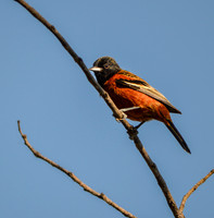 Orchard oriole, male