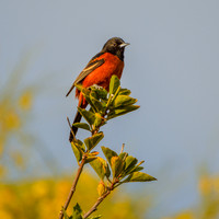 Orchard oriole, male