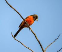 Orchard oriole, male
